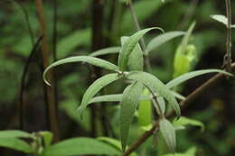 Image of Wild sagewood