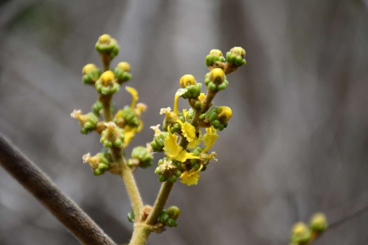 Image of Bunchosia montana A. Juss.