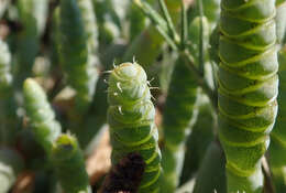 Image of Salicornia pachystachya Bunge ex Ungern-Sternb.