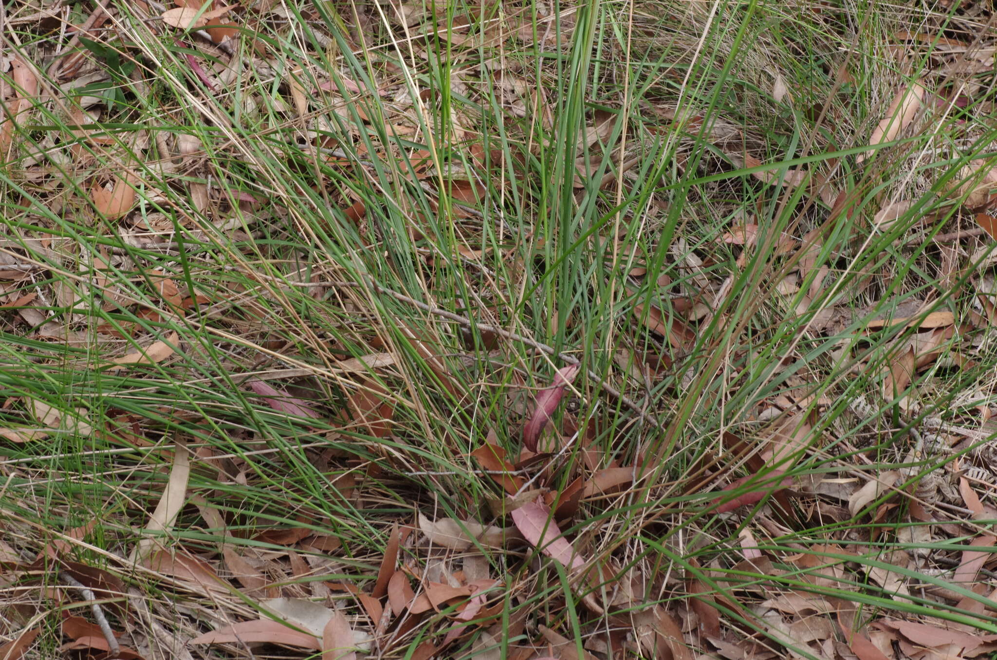 Anisopogon resmi