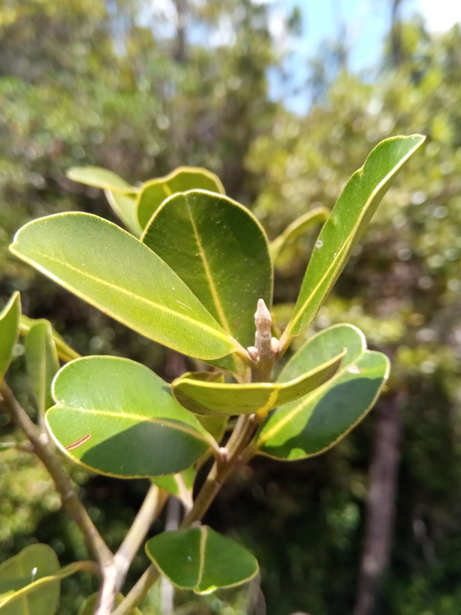 Image of Calophyllum milvum P. F. Stevens