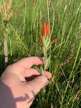 Image of Castilleja minor var. exilis (A. Nelson) J. M. Egger