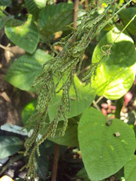 Image of Desmodium gangeticum (L.) DC.