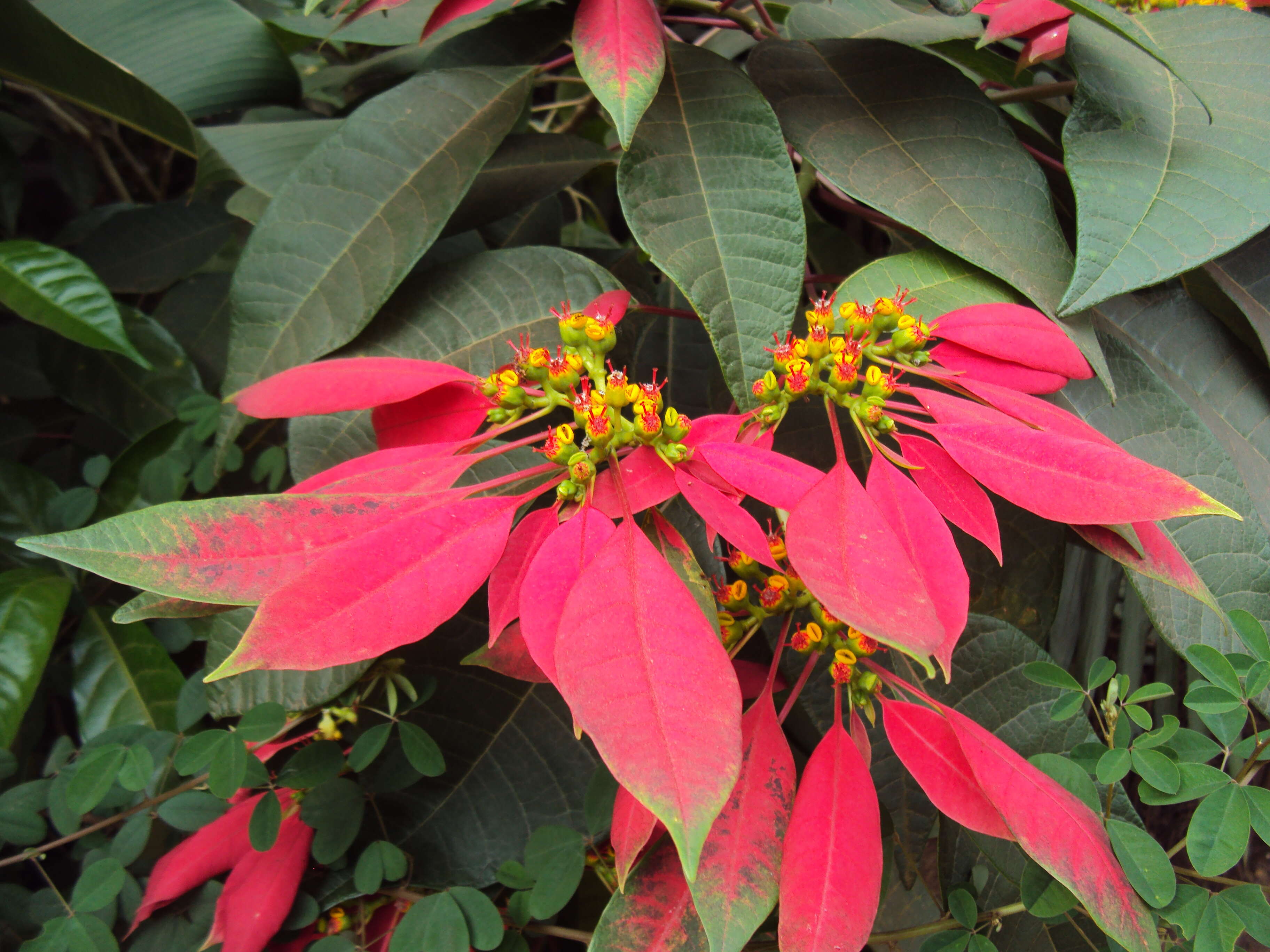 Image of poinsettia