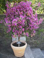 Plancia ëd Bougainvillea glabra Choisy