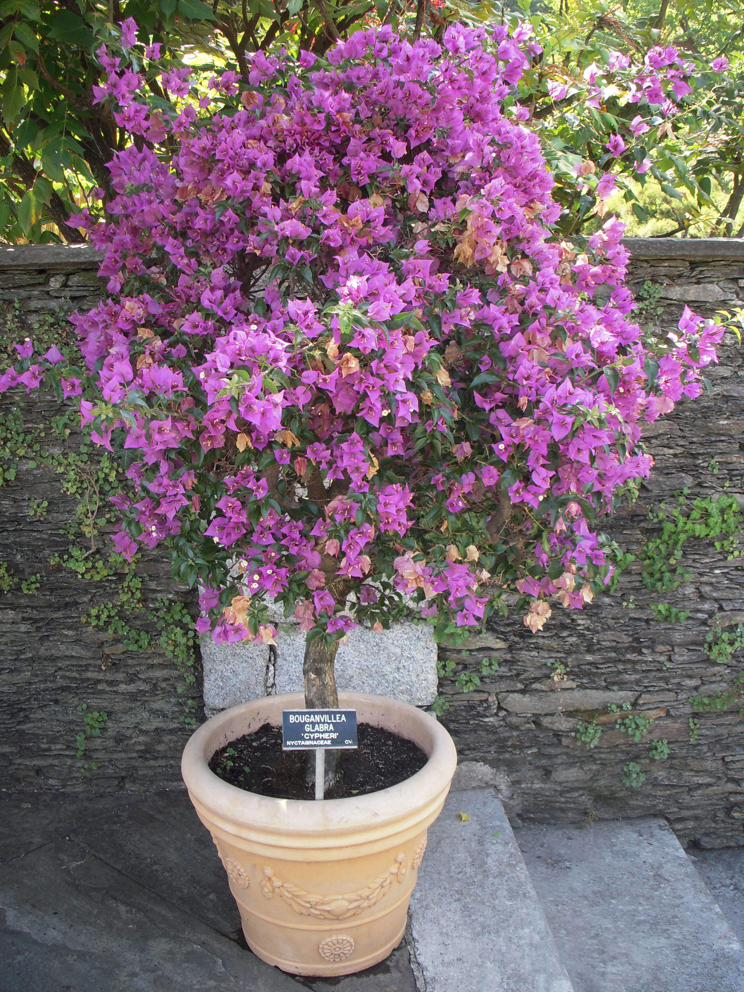 Plancia ëd Bougainvillea glabra Choisy