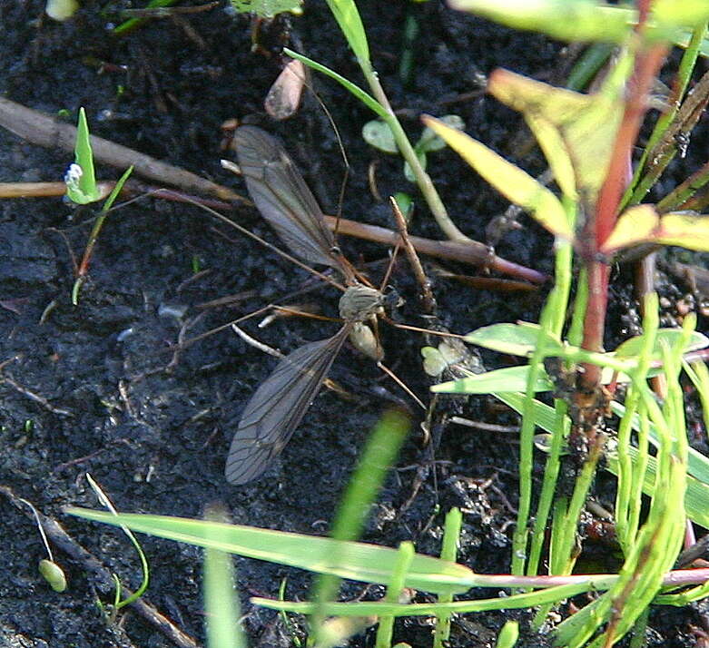 Image of Marsh crane fly