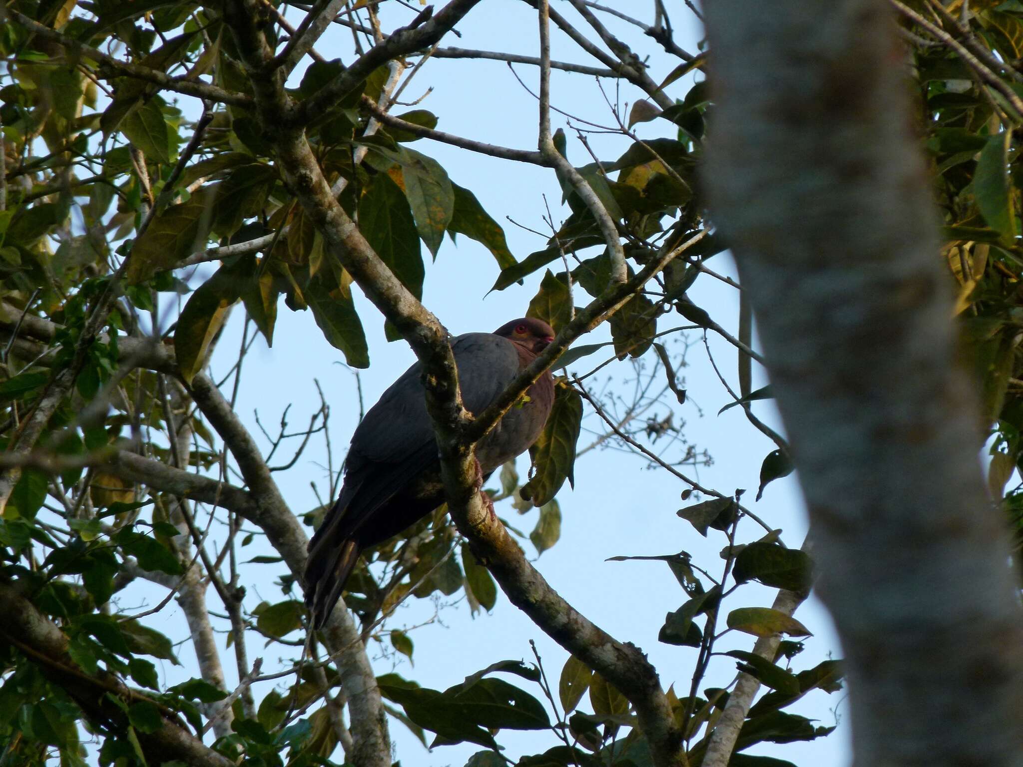 Image of Scaly-naped Pigeon