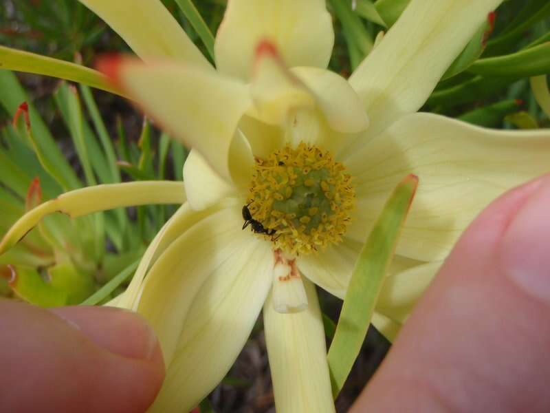 Image of Common Sunshine Conebush