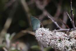 Image of Arizona Hairstreak