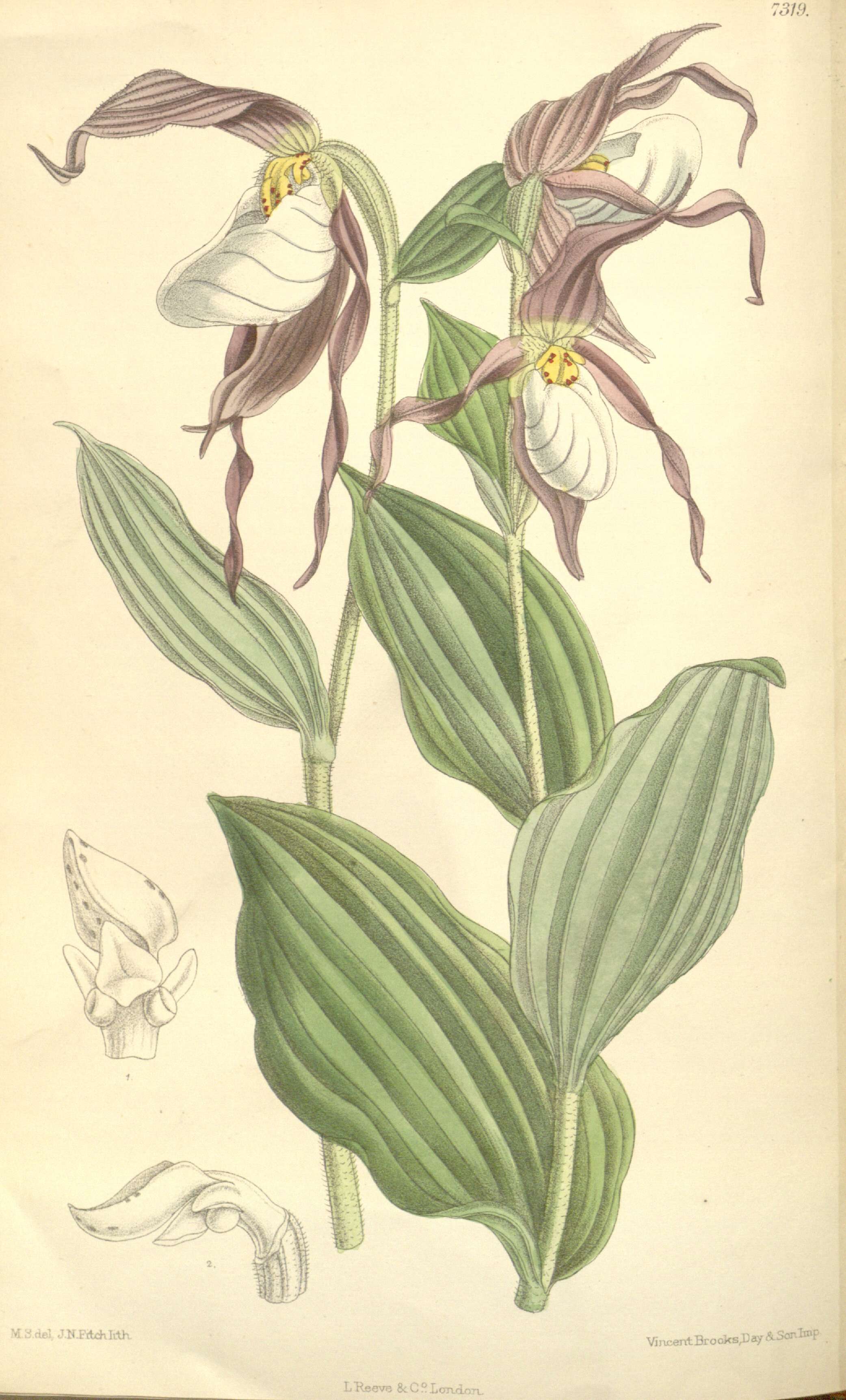 Imagem de Cypripedium montanum Douglas ex Lindl.