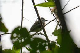 Image of Pacific Elaenia