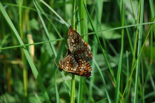 Image of Melitaea athalia