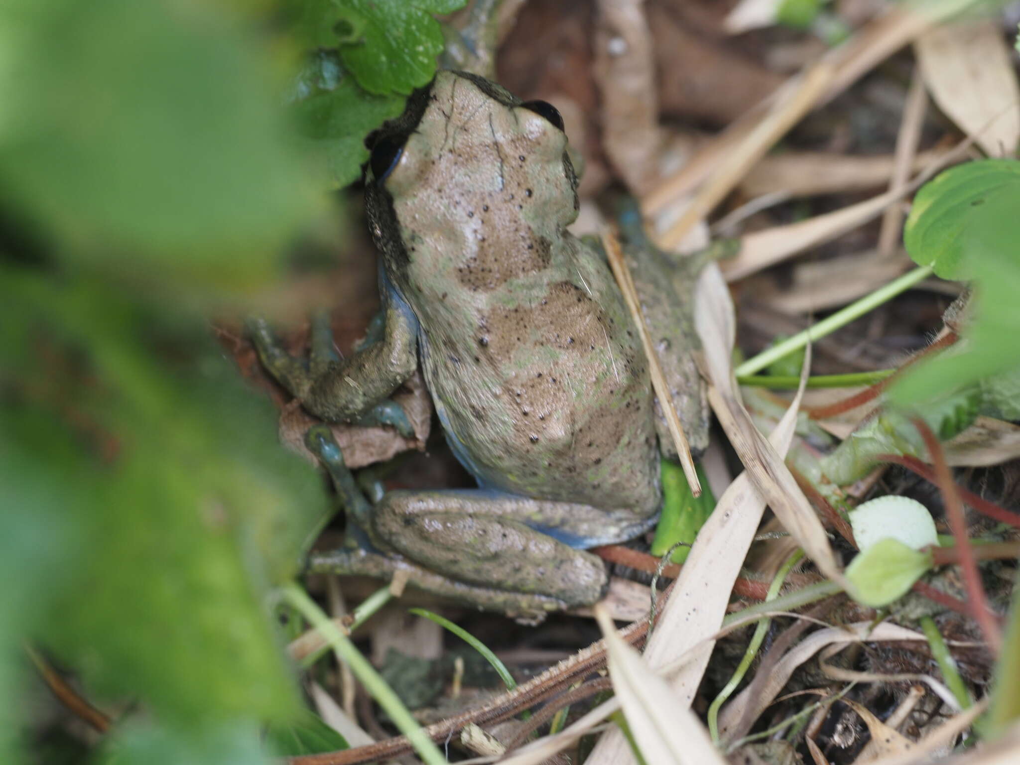 Image of Kivu tree frog