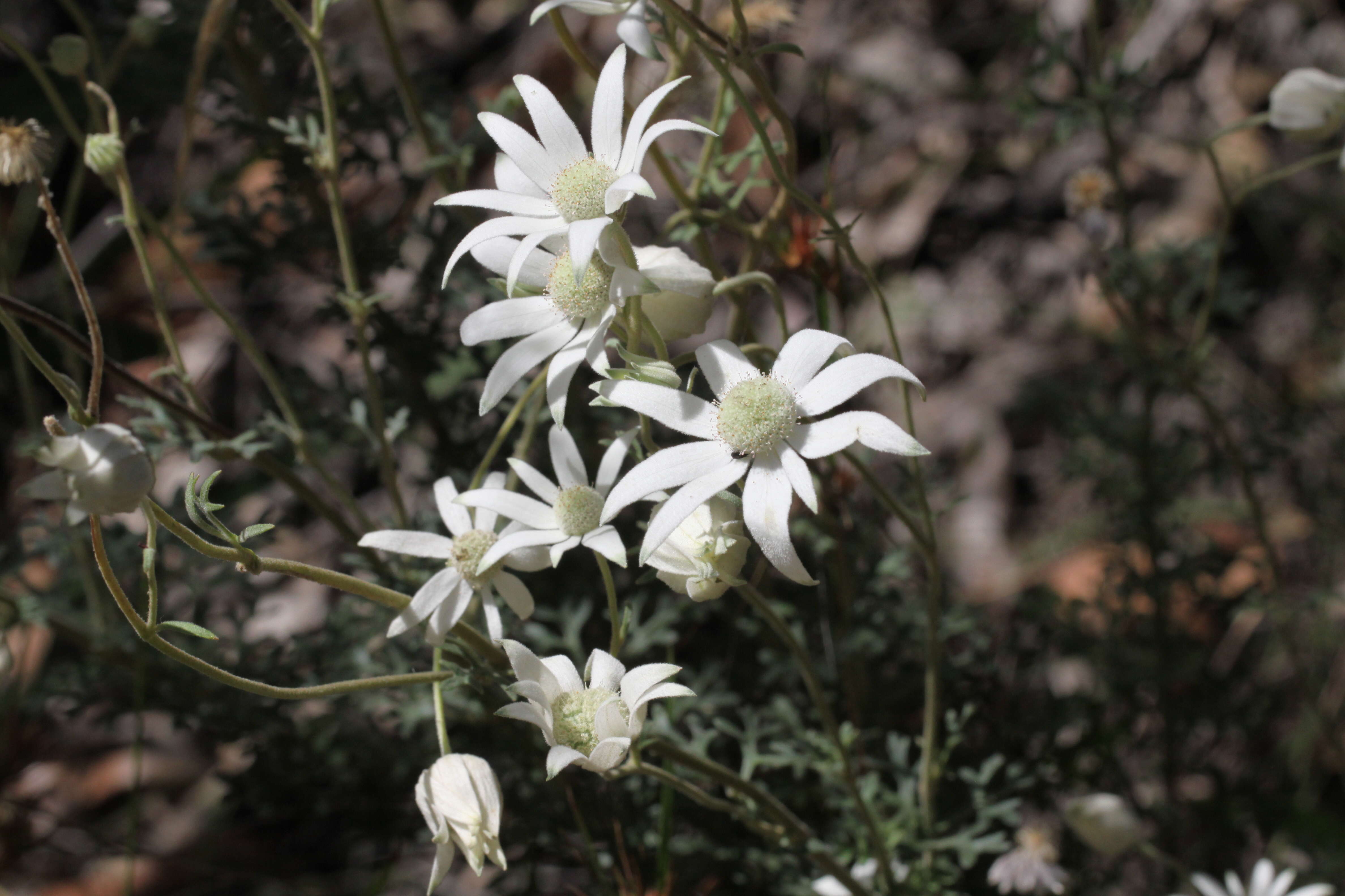 Image de Actinotus helianthi Labill.