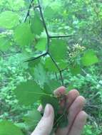 Слика од Crataegus chrysocarpa var. phoeniceoides J. B. Phipps & Sennikov