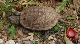 Image of European Pond Turtle