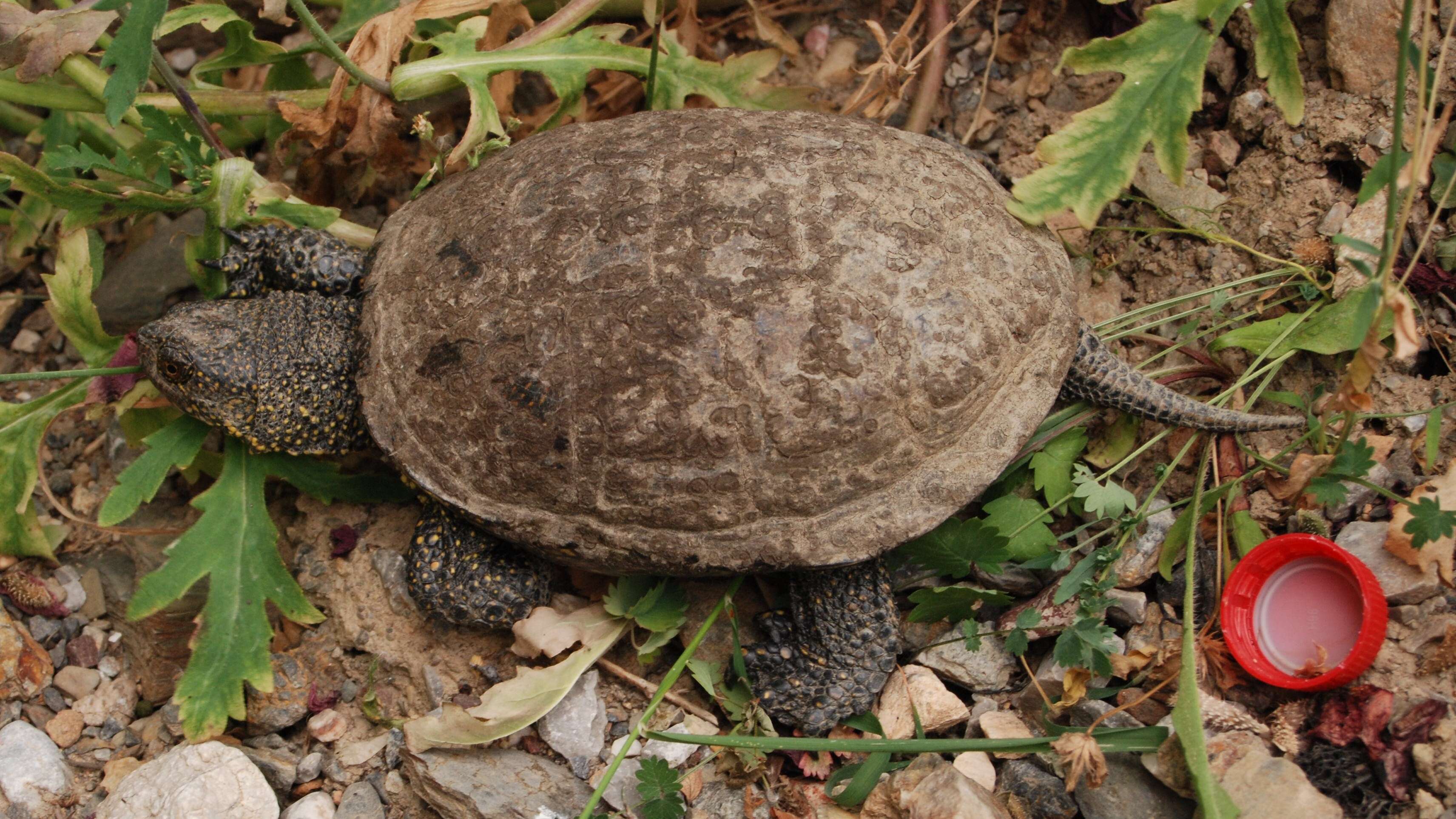 Image of European Pond Turtle