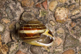 Image of White-lipped banded snail