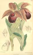 Image of Tibetian Cypripedium