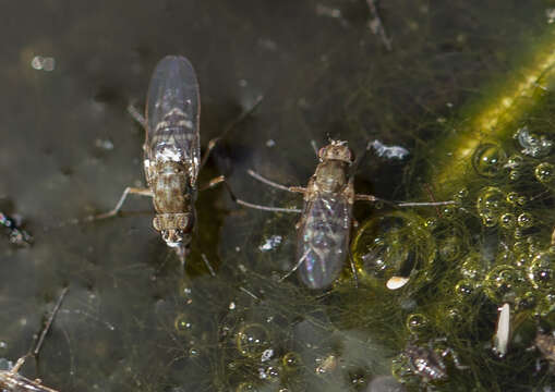 Image of Brachydeutera sydneyensis Malloch 1924