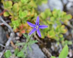 Sivun Campanula aurita Greene kuva