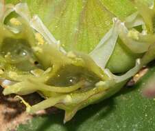 Image of Common Hedgehog Lily