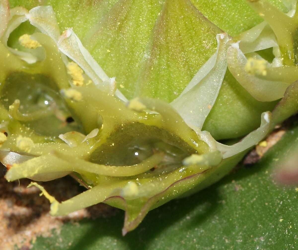 Image of Common Hedgehog Lily