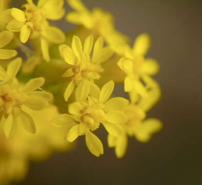 Image of gray goldenrod