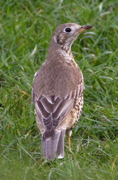 Image of Mistle Thrush