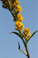 Image of bog goldenrod