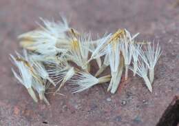 Image of Mt. Albert goldenrod