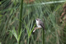 Image of Swamp Alseonax