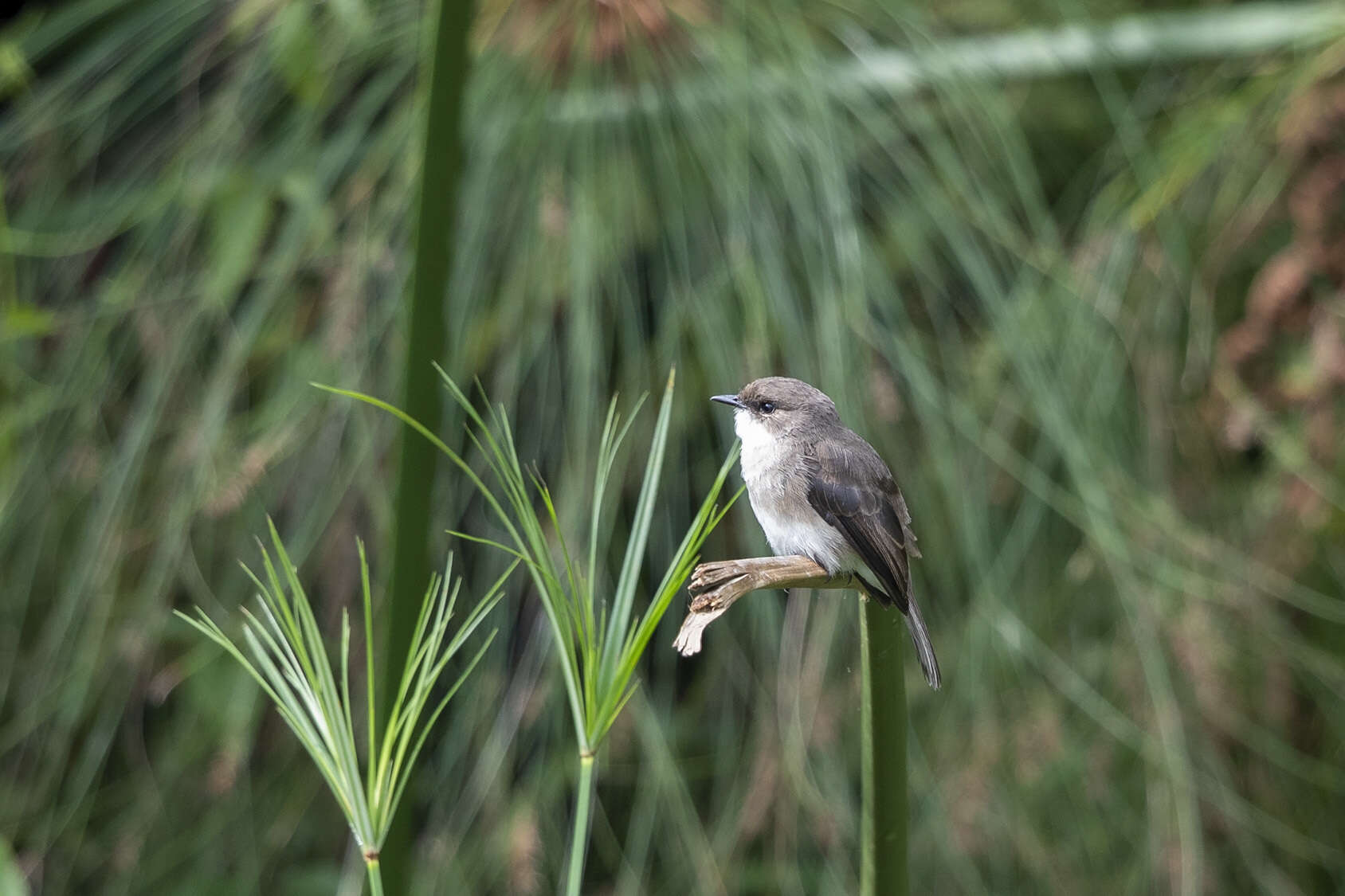 Image of Swamp Alseonax