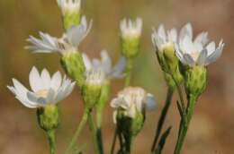 Image of prairie goldenrod