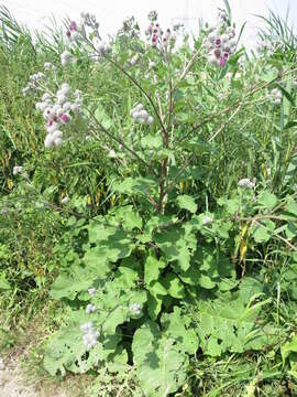 Image of woolly burdock