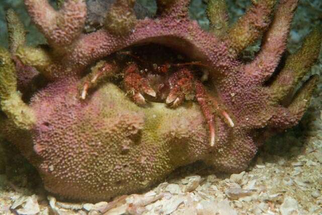 Image of pink hermit crab