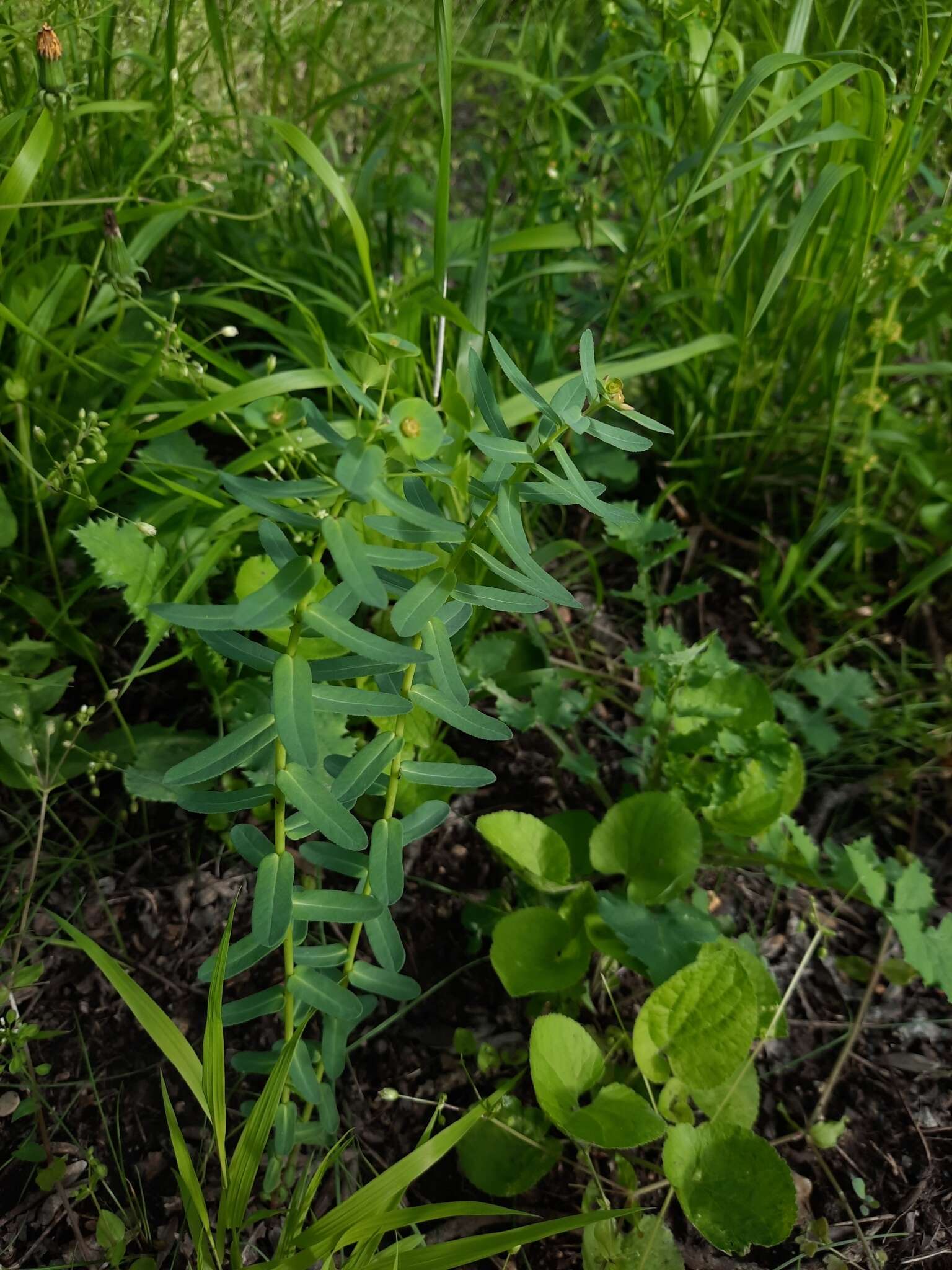 Sivun Euphorbia condylocarpa M. Bieb. kuva