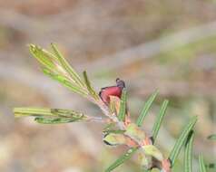 Plancia ëd Bossiaea eriocarpa Benth.