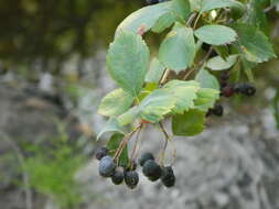 Image of black hawthorn