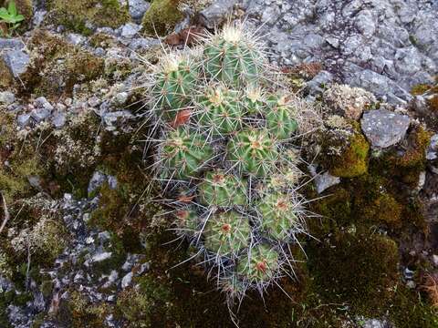 Image of Hedgehog Cactus