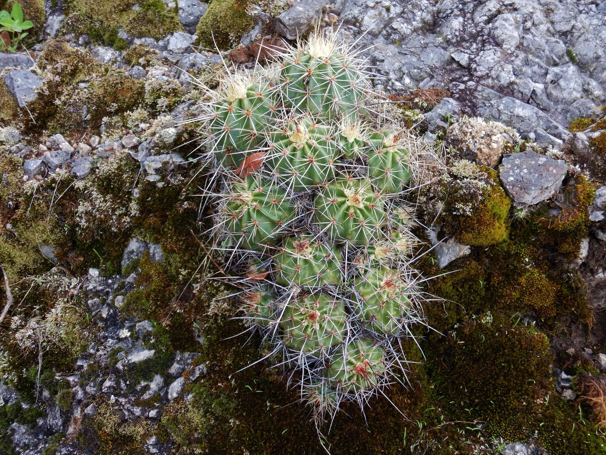 Image de Echinocereus polyacanthus Engelm.