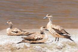 Image of Andean Crested Duck