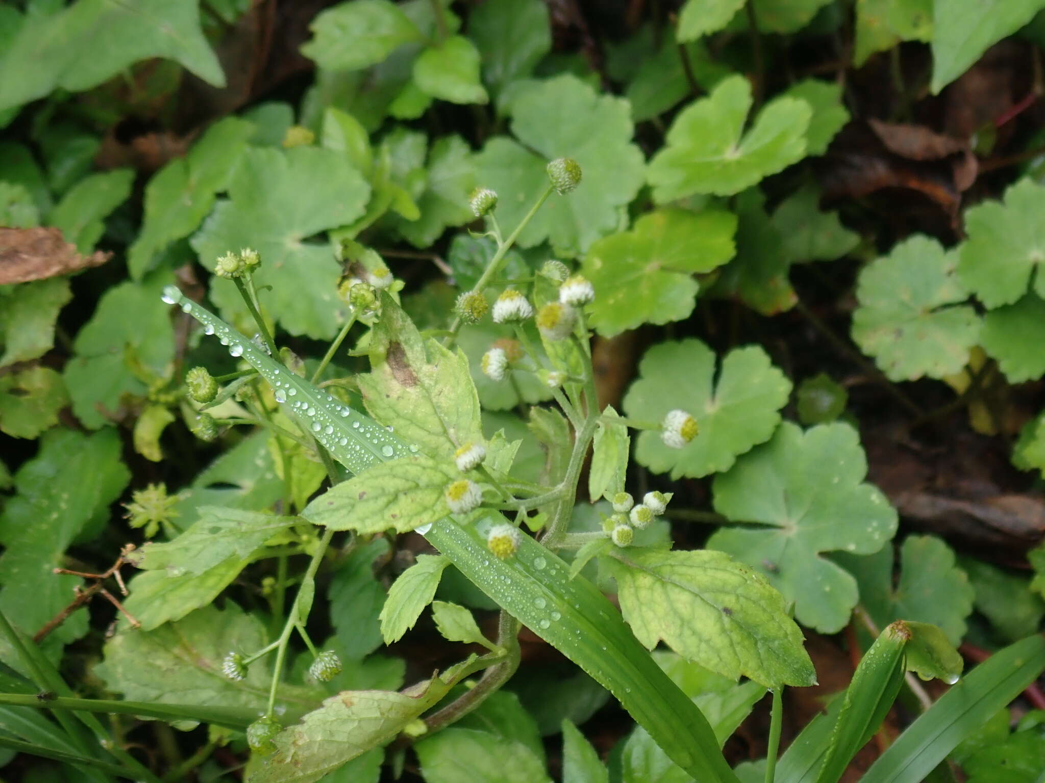 Image of Dichrocephala integrifolia (L. fil.) O. Kuntze