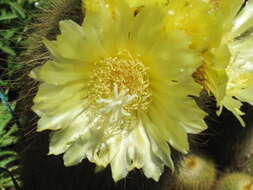 Image of Parodia lenninghausii (F. Haage) F. H. Brandt ex Eggli & Hofacker