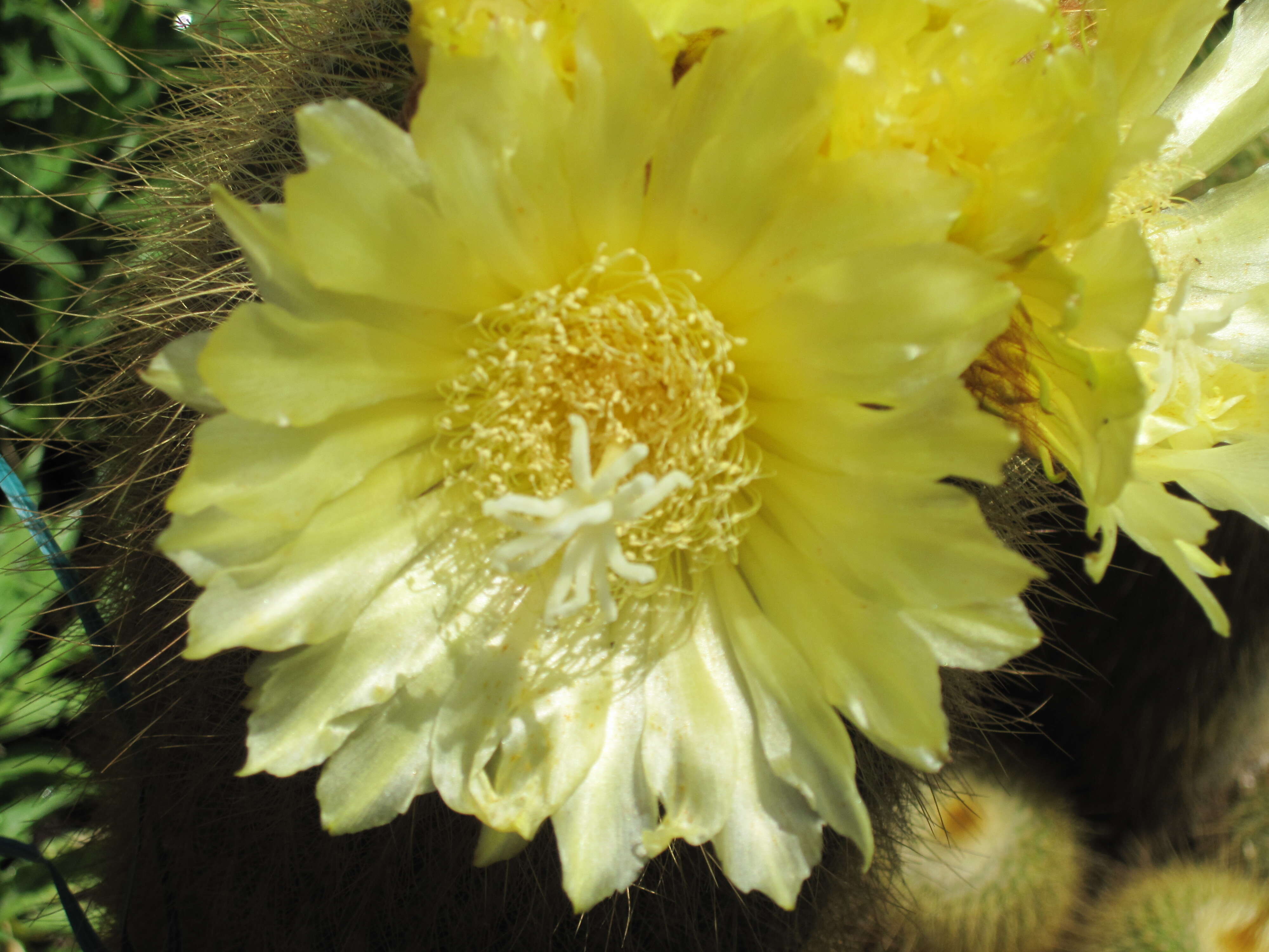 Image of Parodia lenninghausii (F. Haage) F. H. Brandt ex Eggli & Hofacker