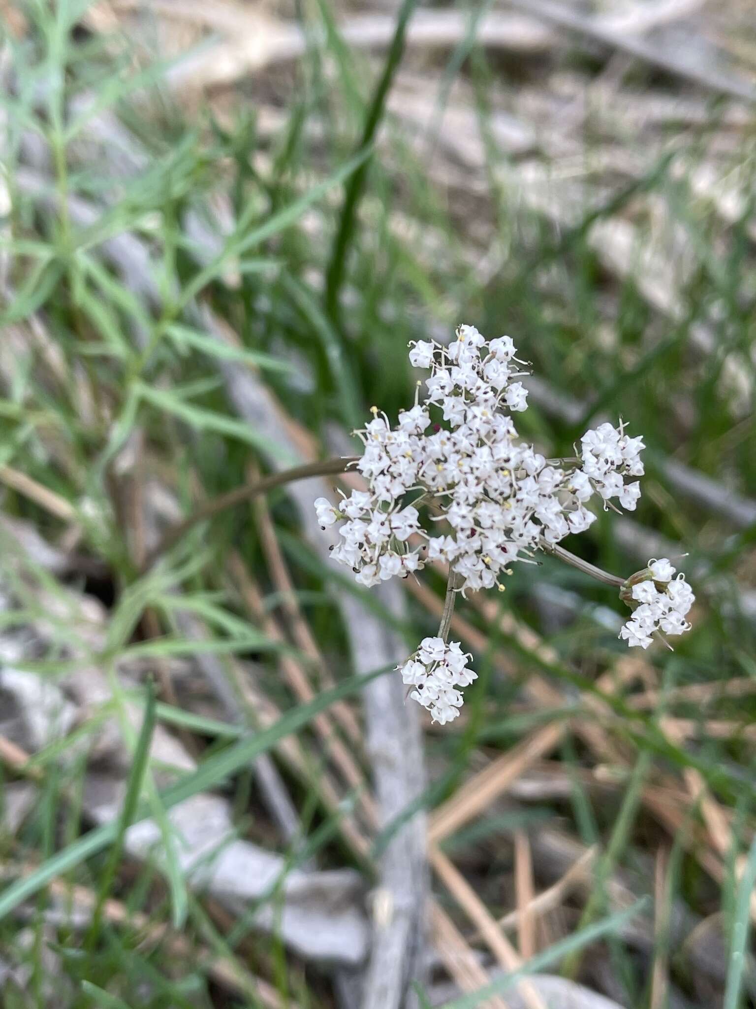 Image of Geyer's biscuitroot