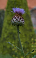 Image of cardoon