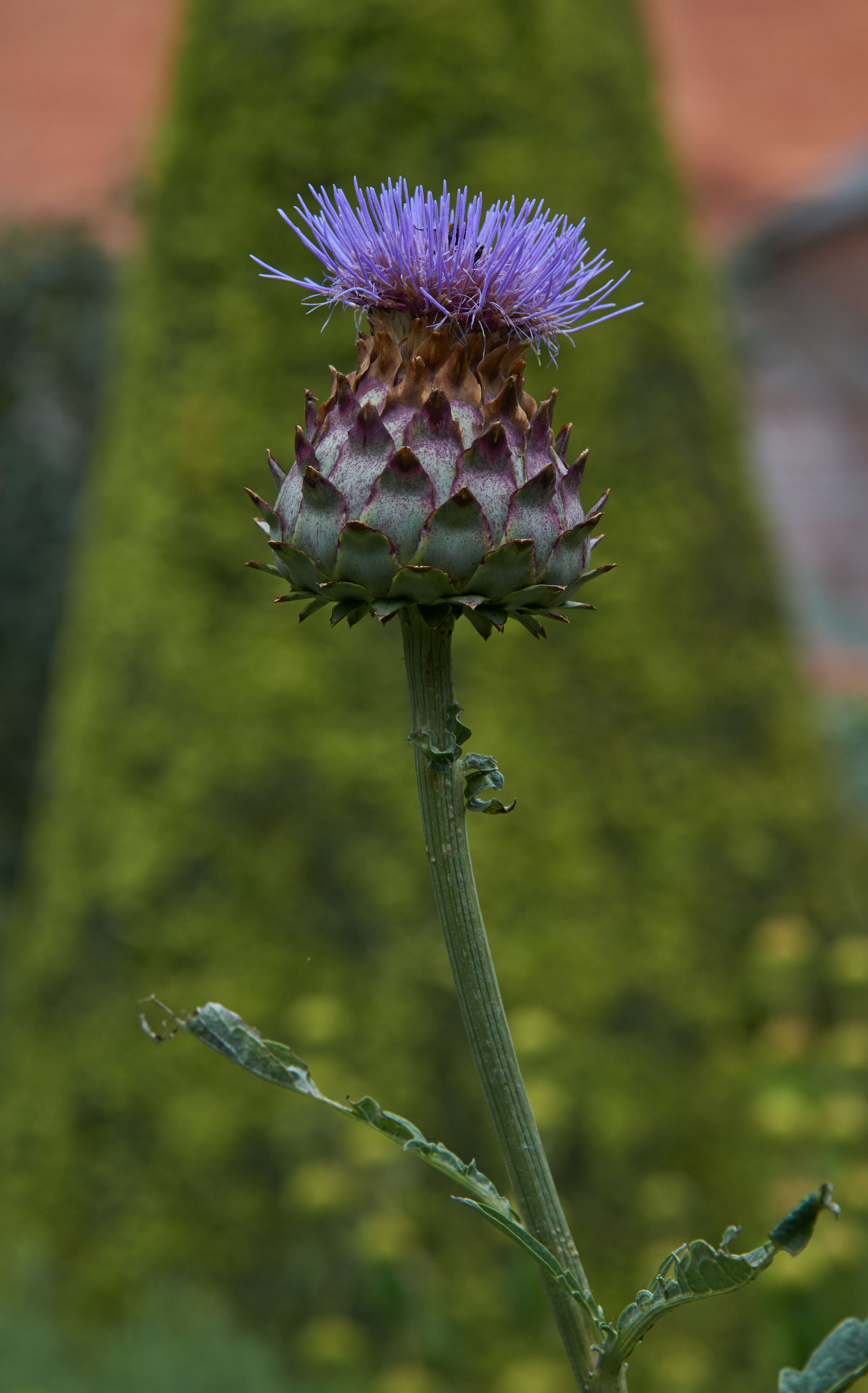 Image of cardoon