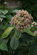 Image of Hydrangea febrifuga (Lour.) Y. De Smet & Granados